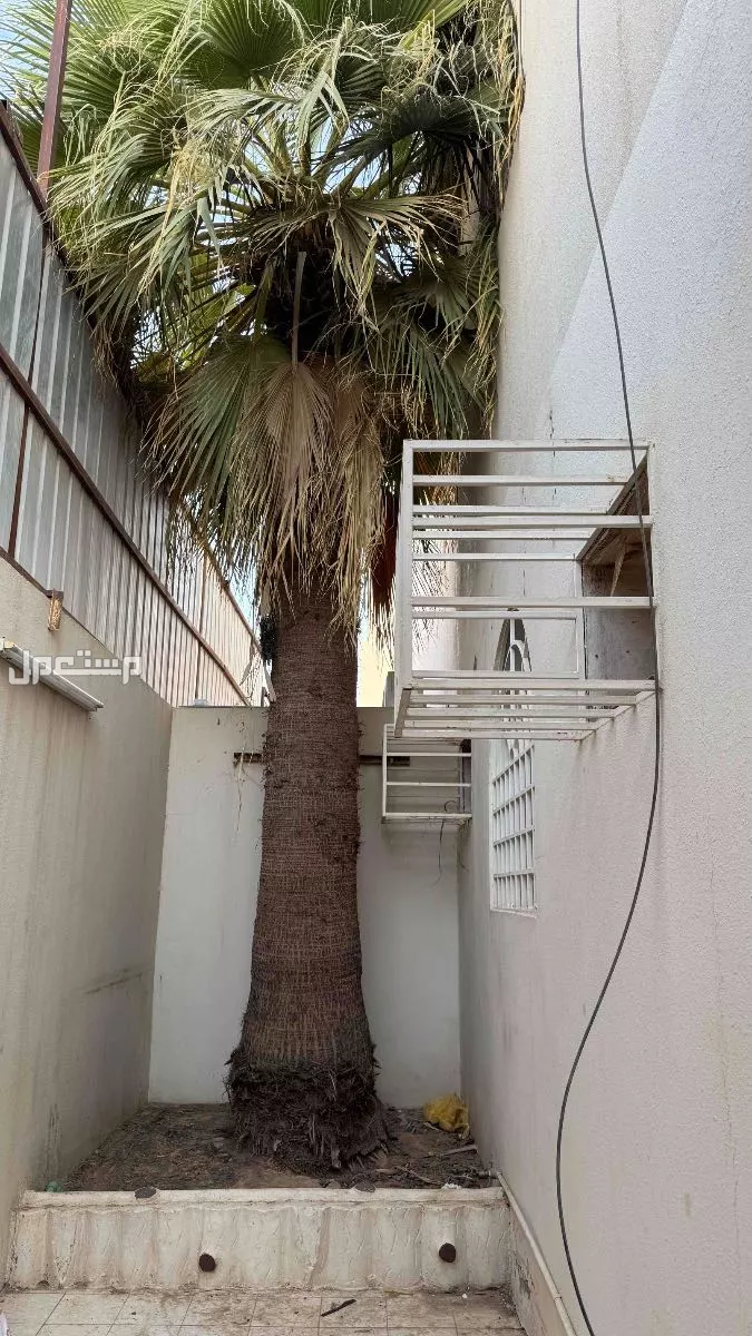 يوجد لدي عدد نخلتين نوع واشنطونيا كبيره طول كل منها حوالي 6 متر في الرياض حي النهضه