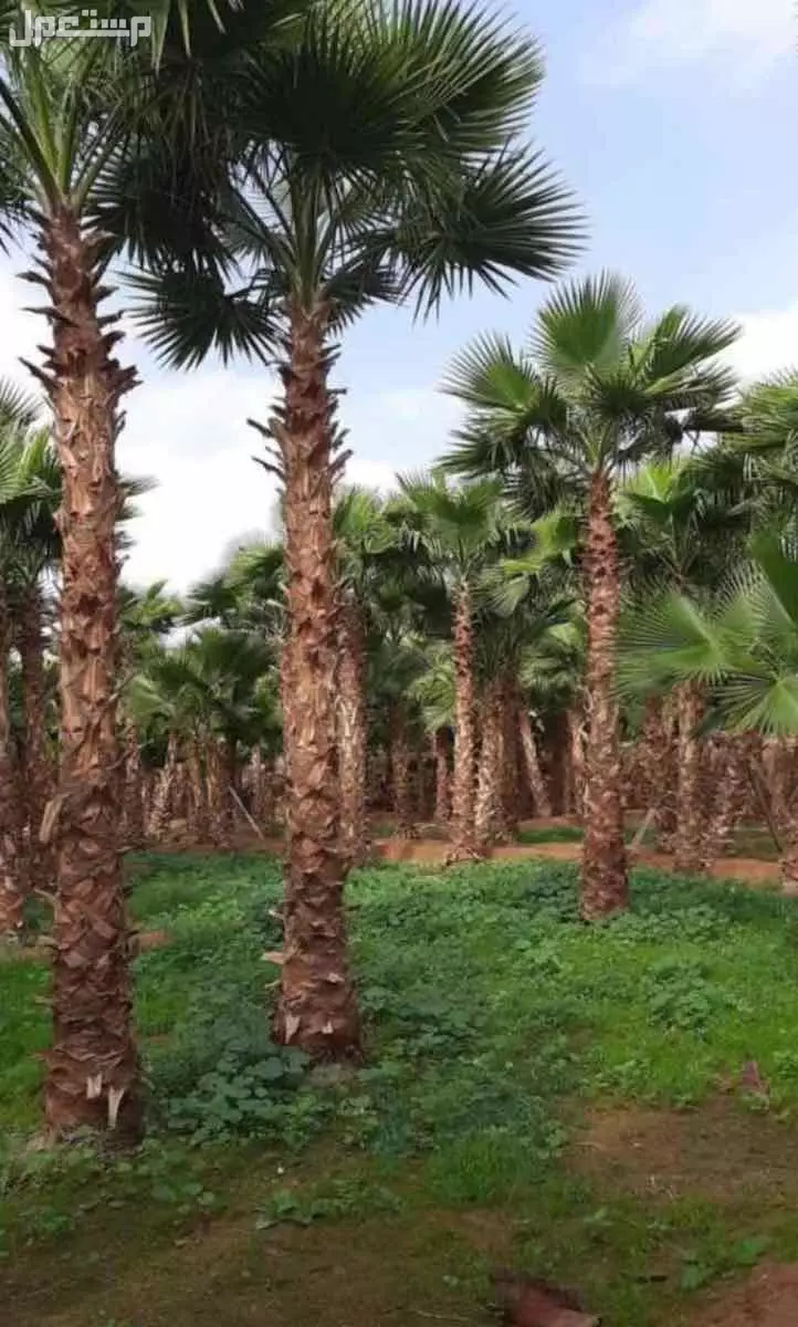 للبيع نخيل وشنطوانيا جميع المقاسات في الرياض بسعر 100 ريال سعودي