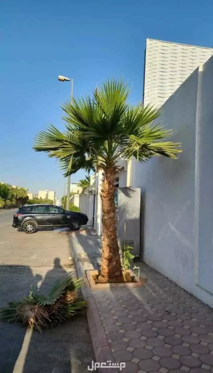 للبيع نخيل وشنطوانيا جميع المقاسات في الرياض بسعر 100 ريال سعودي