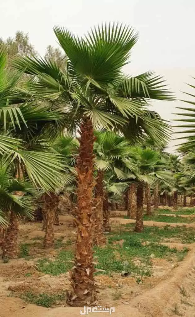 للبيع نخيل وشنطوانيا جميع المقاسات في الرياض بسعر 100 ريال سعودي
