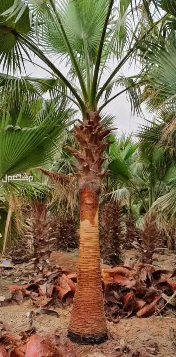 للبيع نخيل وشنطوانيا جميع المقاسات في الرياض بسعر 100 ريال سعودي