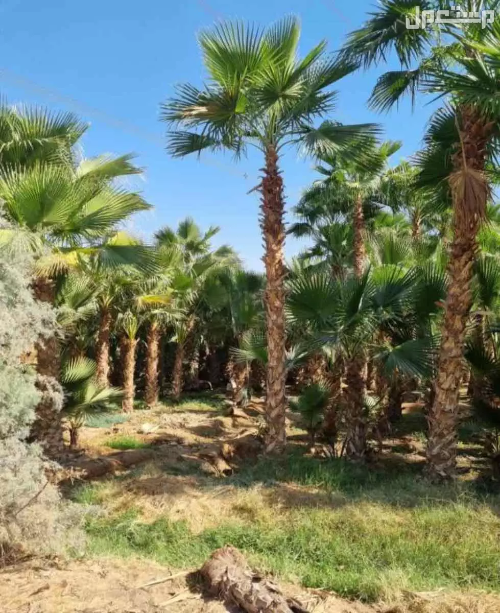 للبيع نخيل وشنطوانيا جميع المقاسات في الرياض بسعر 100 ريال سعودي