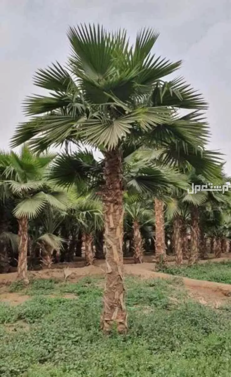 للبيع نخيل وشنطوانيا جميع المقاسات في الرياض بسعر 100 ريال سعودي