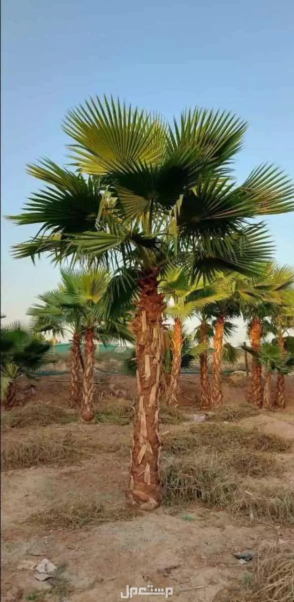 للبيع نخيل وشنطوانيا جميع المقاسات في الرياض بسعر 100 ريال سعودي