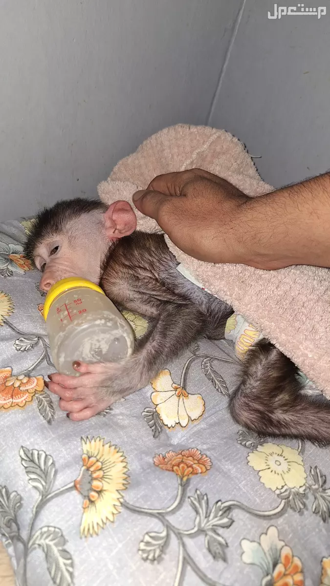 للبيع دغفوش عمره 3 شهور نظيف خالي من اي امراض للبيع