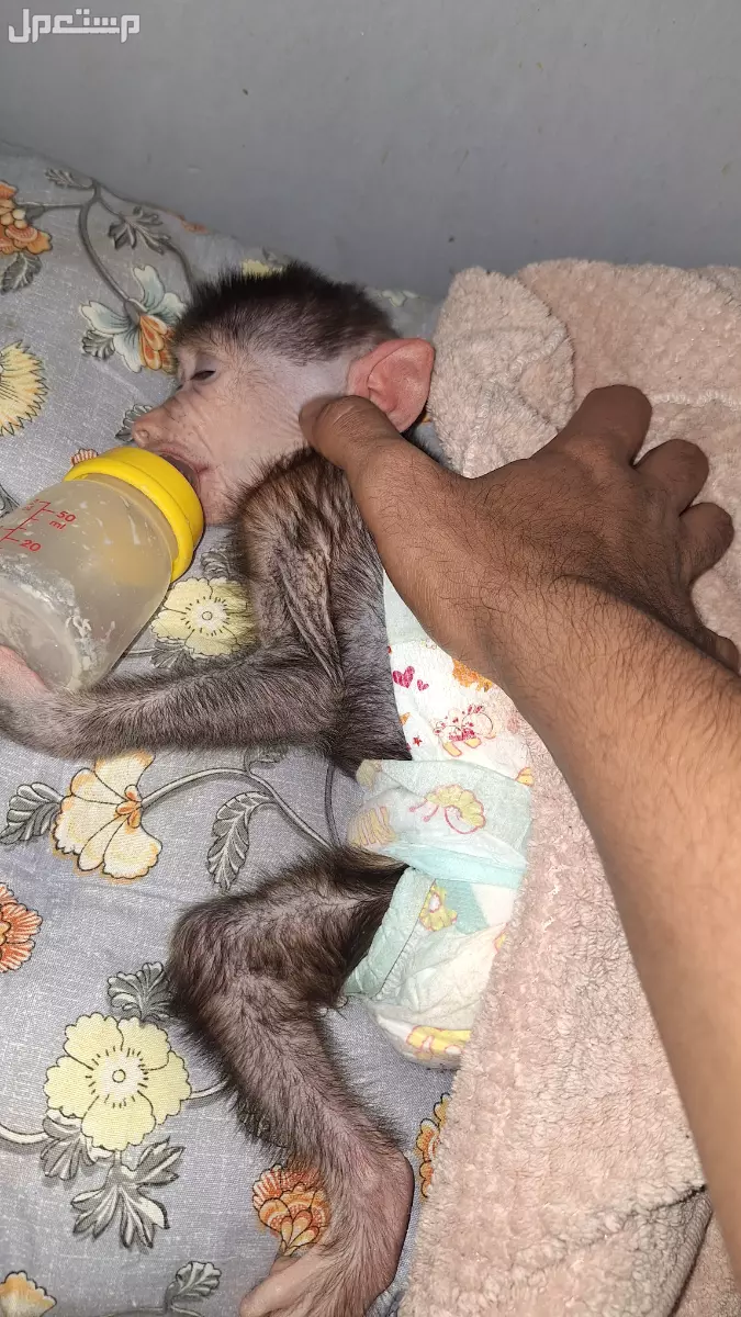 للبيع دغفوش عمره 3 شهور نظيف خالي من اي امراض زعلان عليه لعدم التفرغ 💔