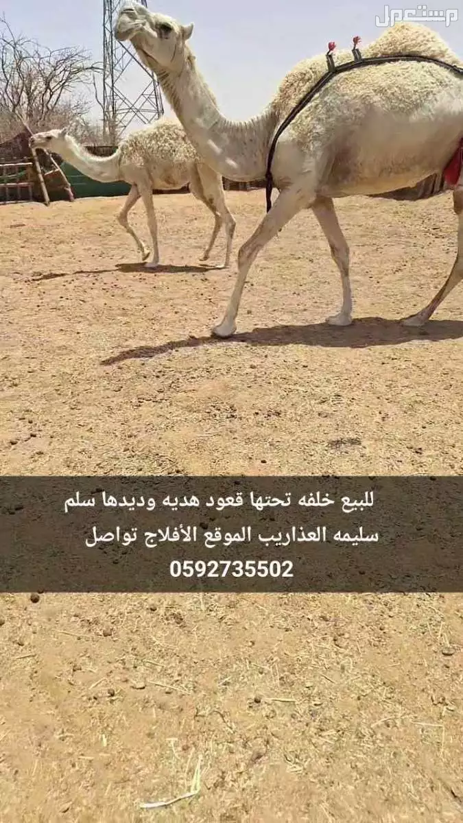 للبيع خلفات هديات تحتها قعود وبكره على السوم