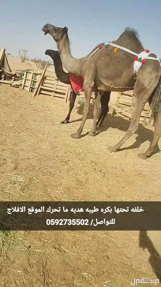للبيع خلفات هديات تحتها قعود وبكره على السوم