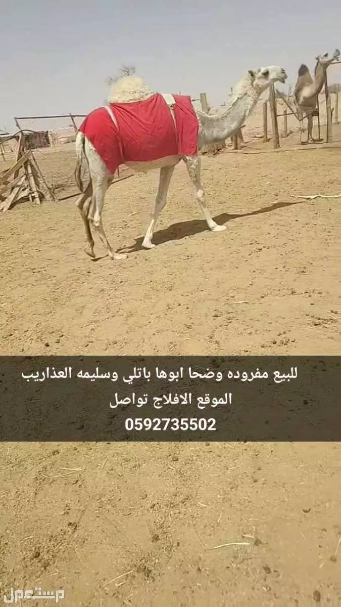 للبيع خلفات هديات تحتها قعود وبكره على السوم
