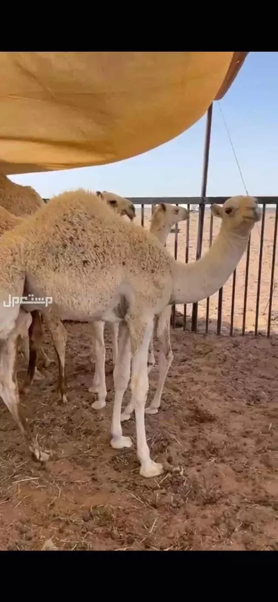 قعود في عفيف بسعر 5500 ريال سعودي