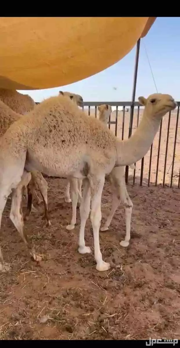 قعود في عفيف بسعر 5500 ريال سعودي