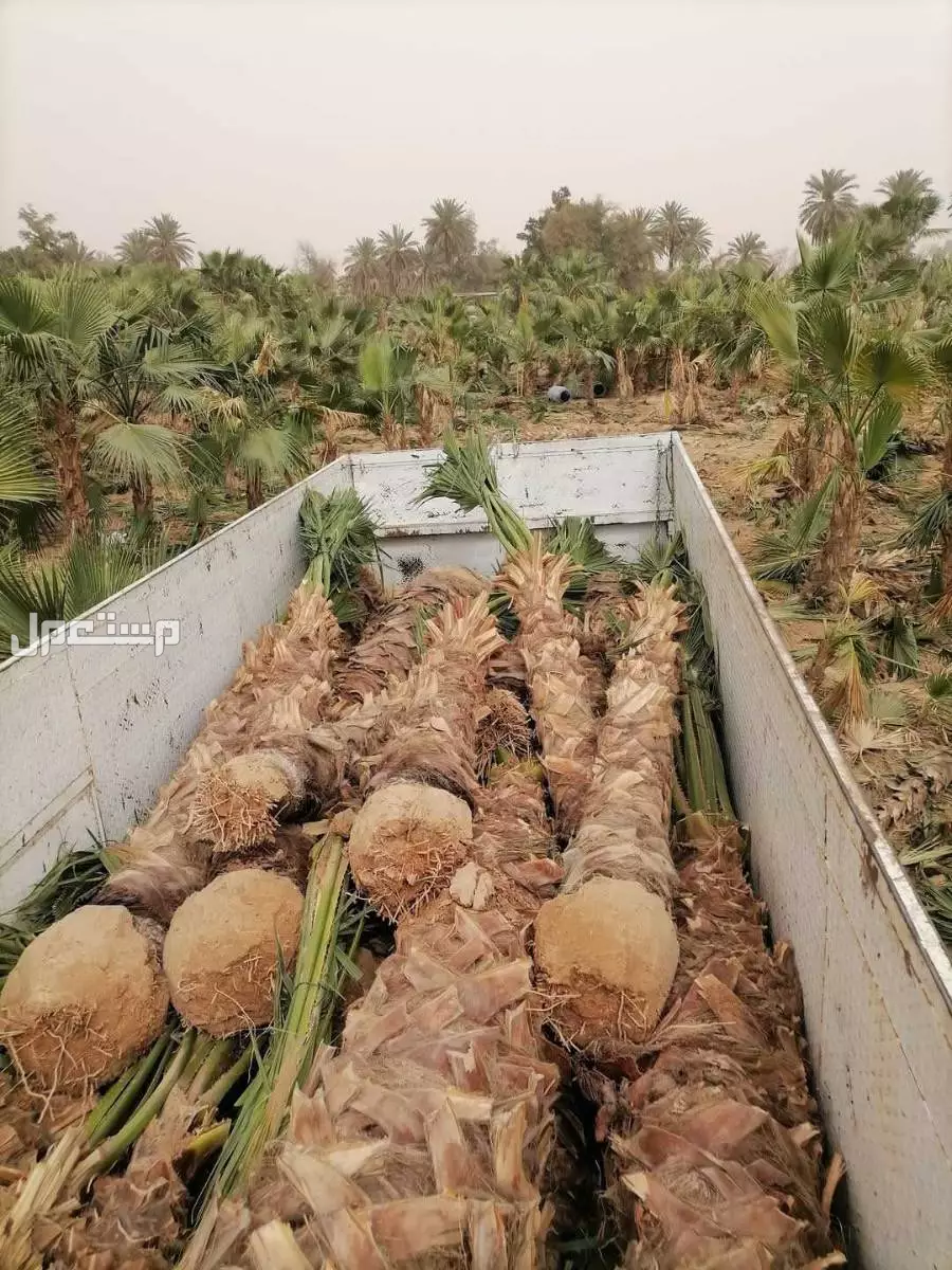 نقوم بتوريد وتركيب جميع انواع المضلات وزرعه النخيل وتركيب جميع انواع اشبوك والملعب التواصل 0505790526 في الرياض