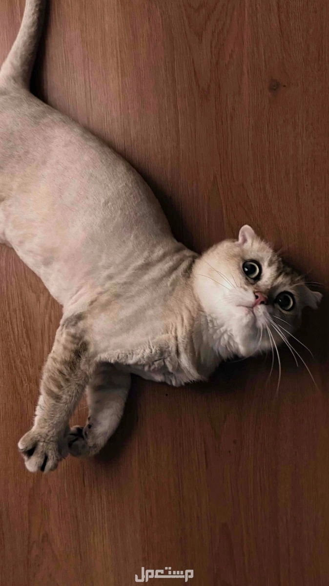 قطط سكوتش فولد | Scottish fold