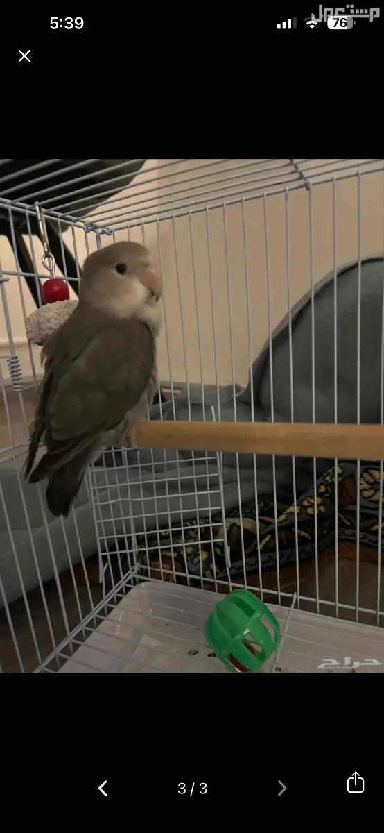 طير روز للبيع في جدة لاعلى سوم