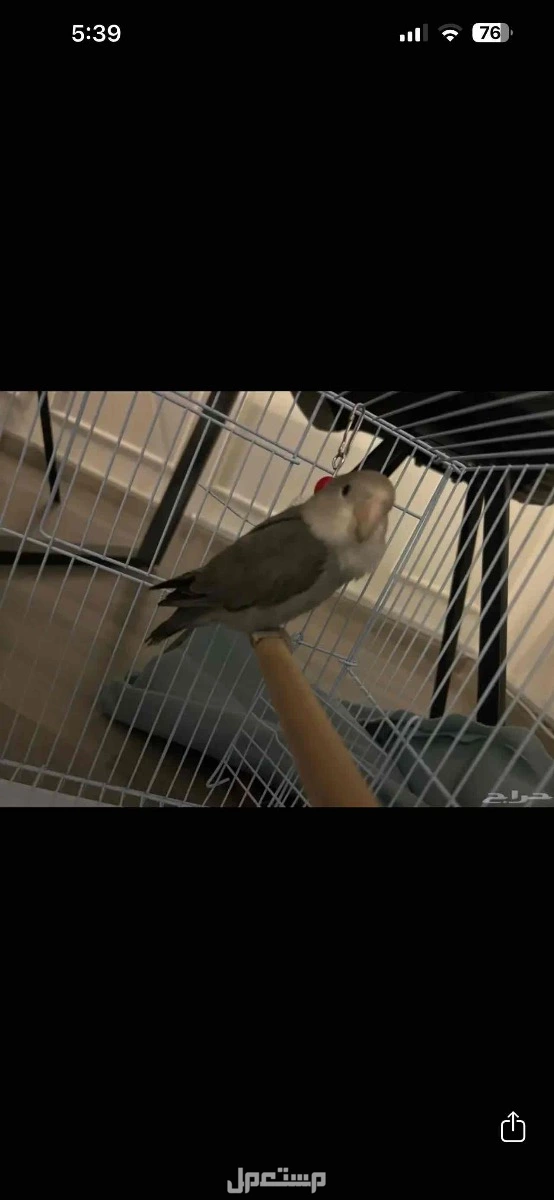 طير روز للبيع في جدة لاعلى سوم
