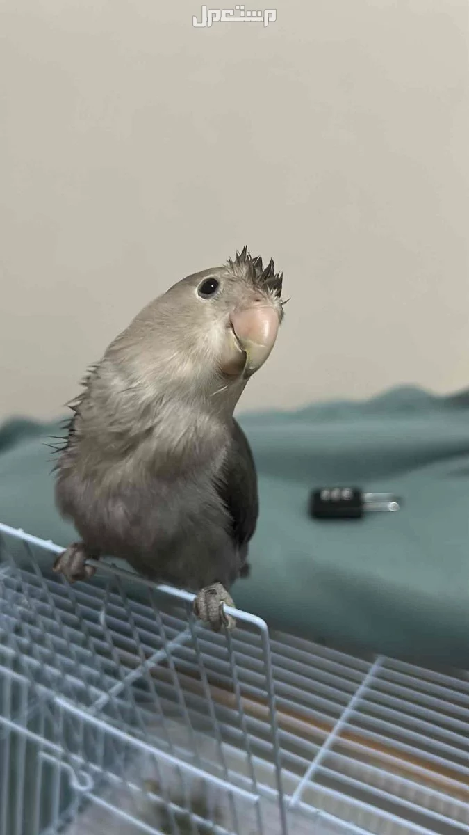 طير روز للبيع في جدة لاعلى سوم