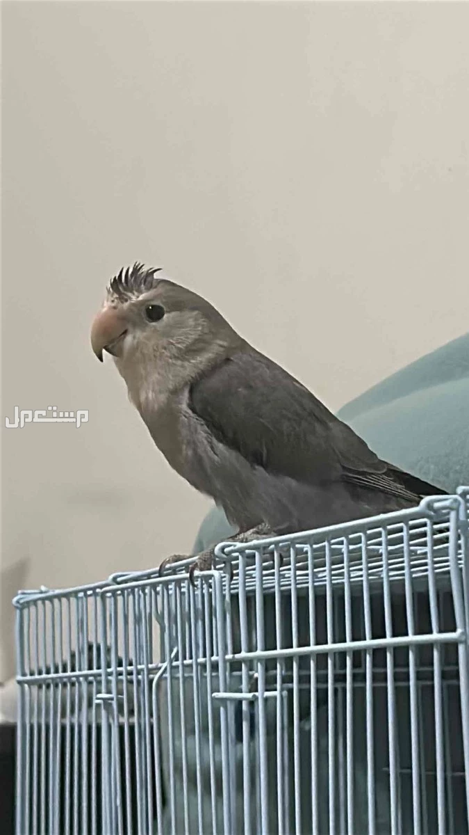 طير روز للبيع في جدة لاعلى سوم