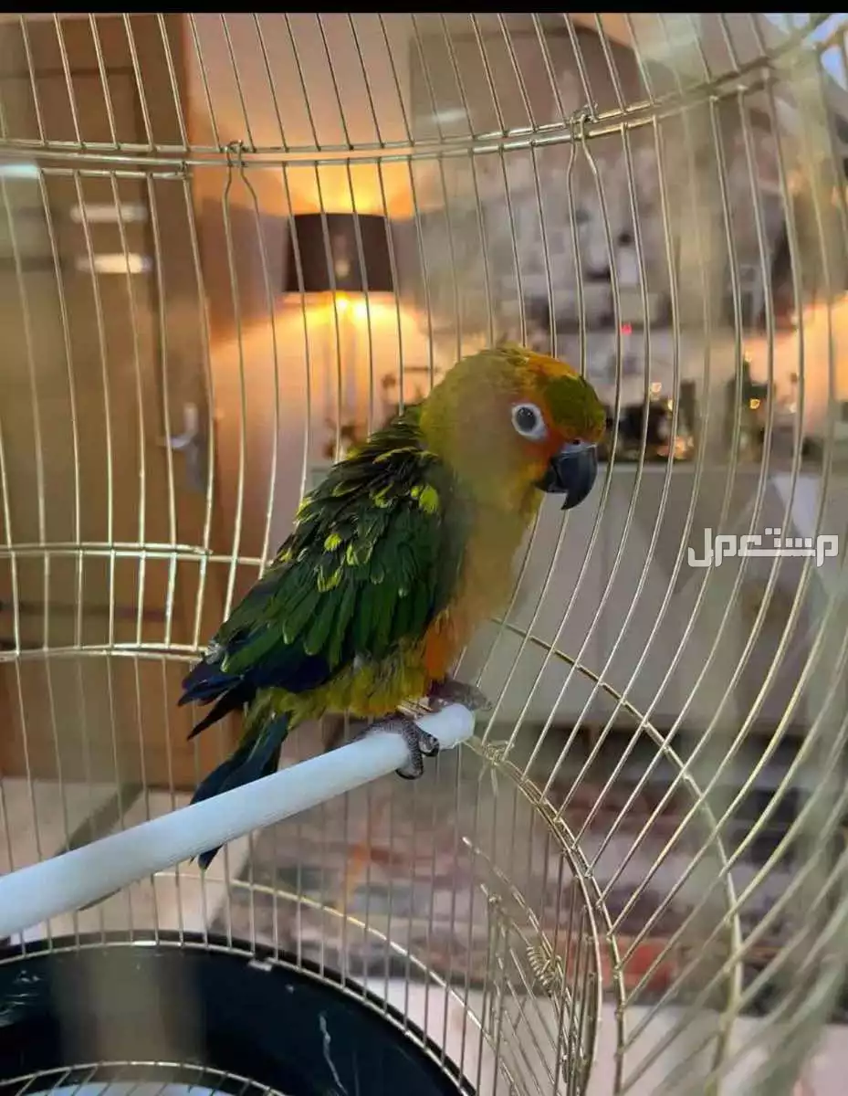 ببغاء صن كنيور بقيق اليف العمر 5 شهور للبيع بسعر 900 ريال