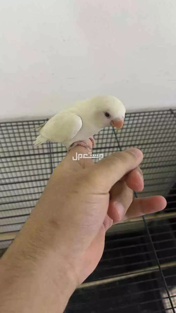 روز البينو اليف في الرياض  ب 300