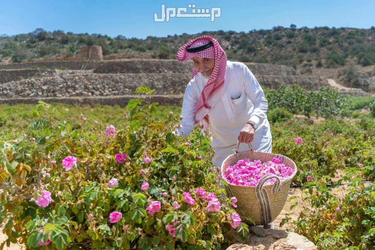 أفضل وجهات سياحية منعشة بعيدًا عن حرارة الصيف الطائف