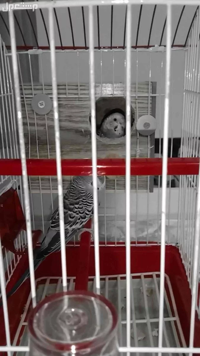طيور بادجي للبيع بصحه ممتازه حي الرياض