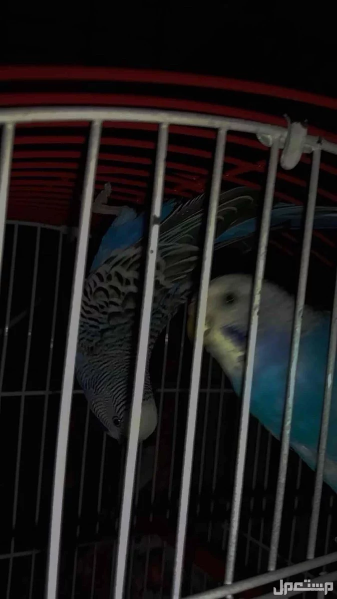 طيور بادجي للبيع بصحه ممتازه حي الرياض
