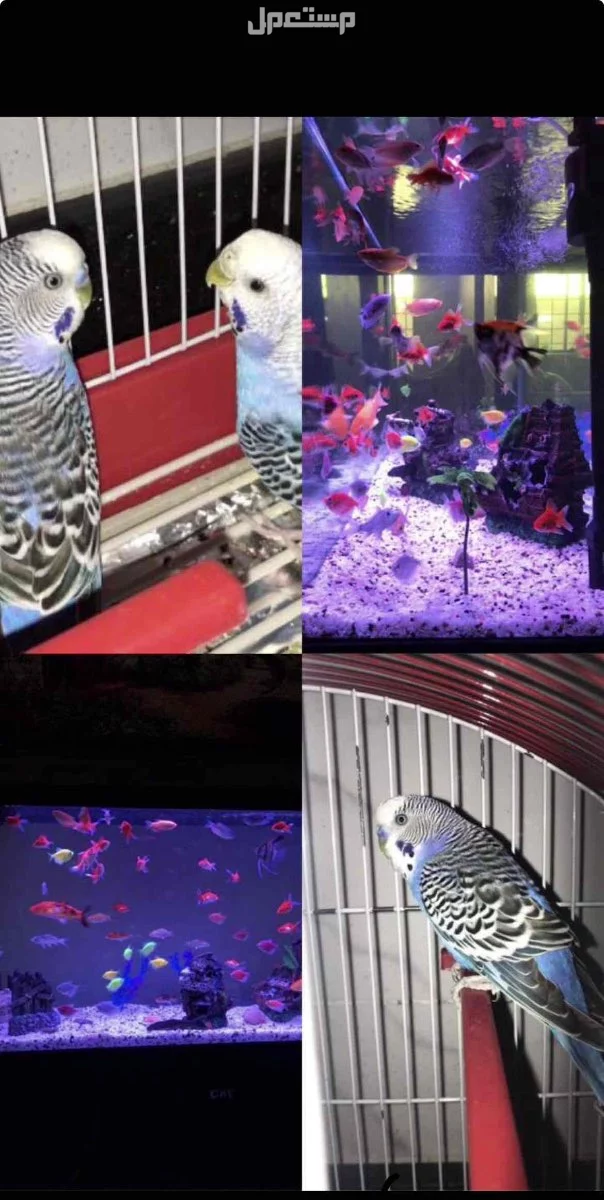 طيور بادجي للبيع بصحه ممتازه حي الرياض