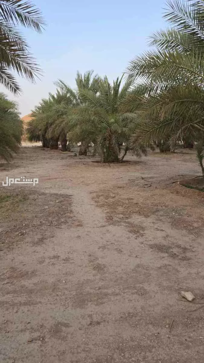 تمر للبيع صقعي و خلاص ، على السوم