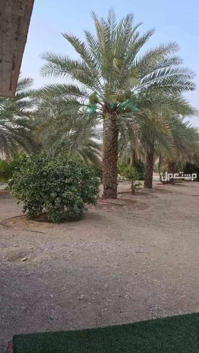 تمر للبيع صقعي و خلاص ، على السوم