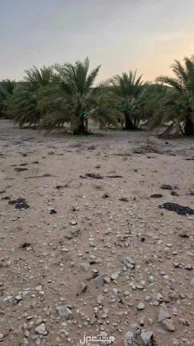 تمر للبيع صقعي و خلاص ، على السوم