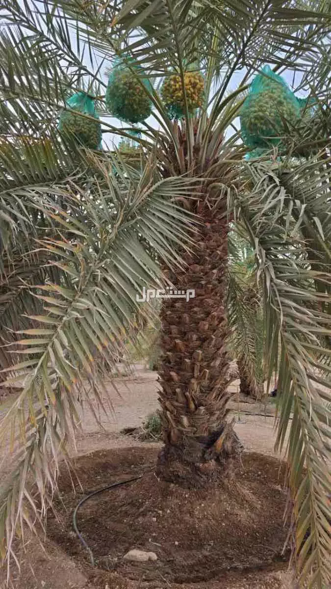 تمر للبيع صقعي و خلاص ، على السوم