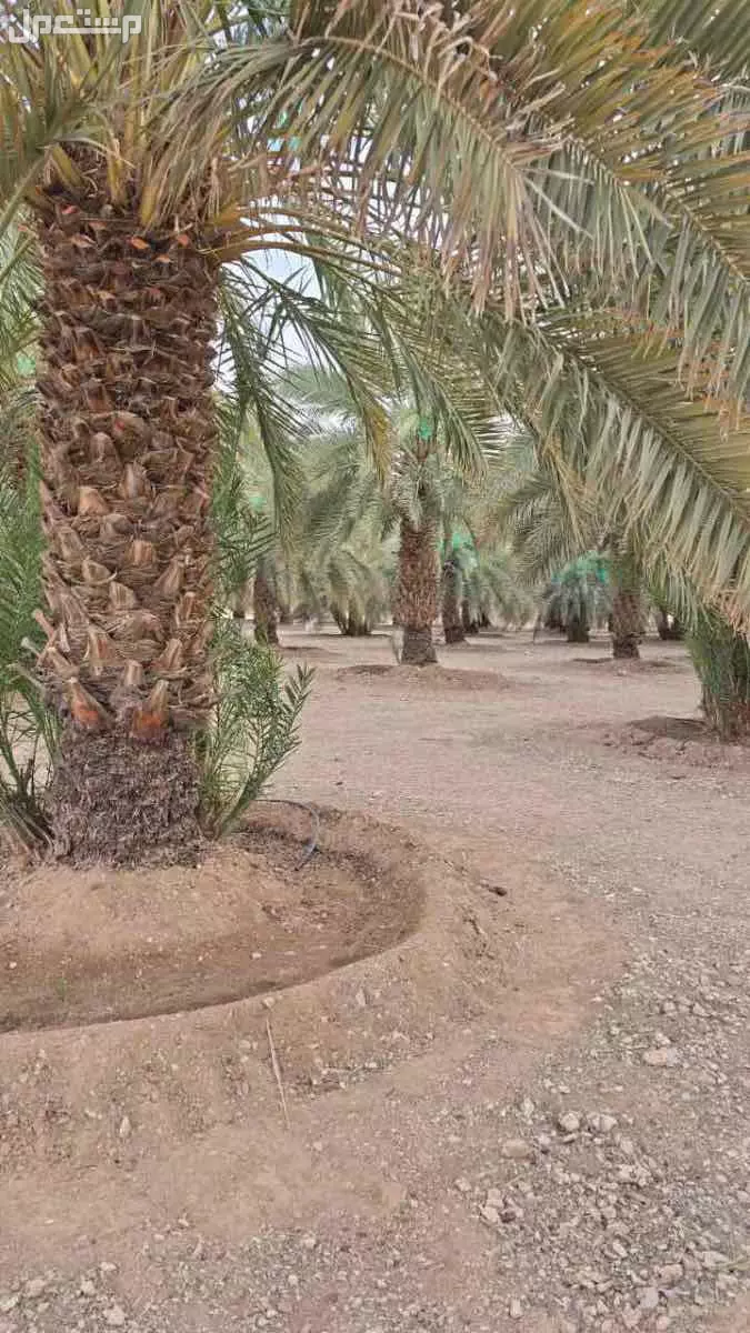 تمر للبيع صقعي و خلاص ، على السوم