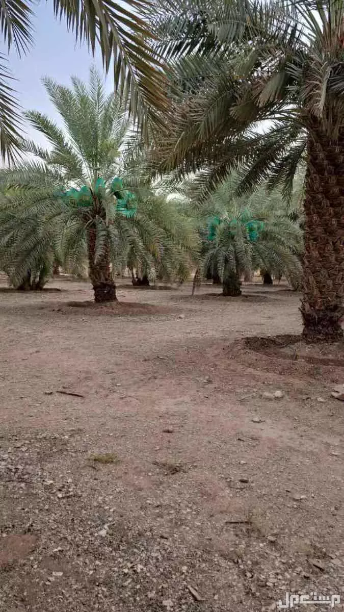 تمر للبيع صقعي و خلاص ، على السوم