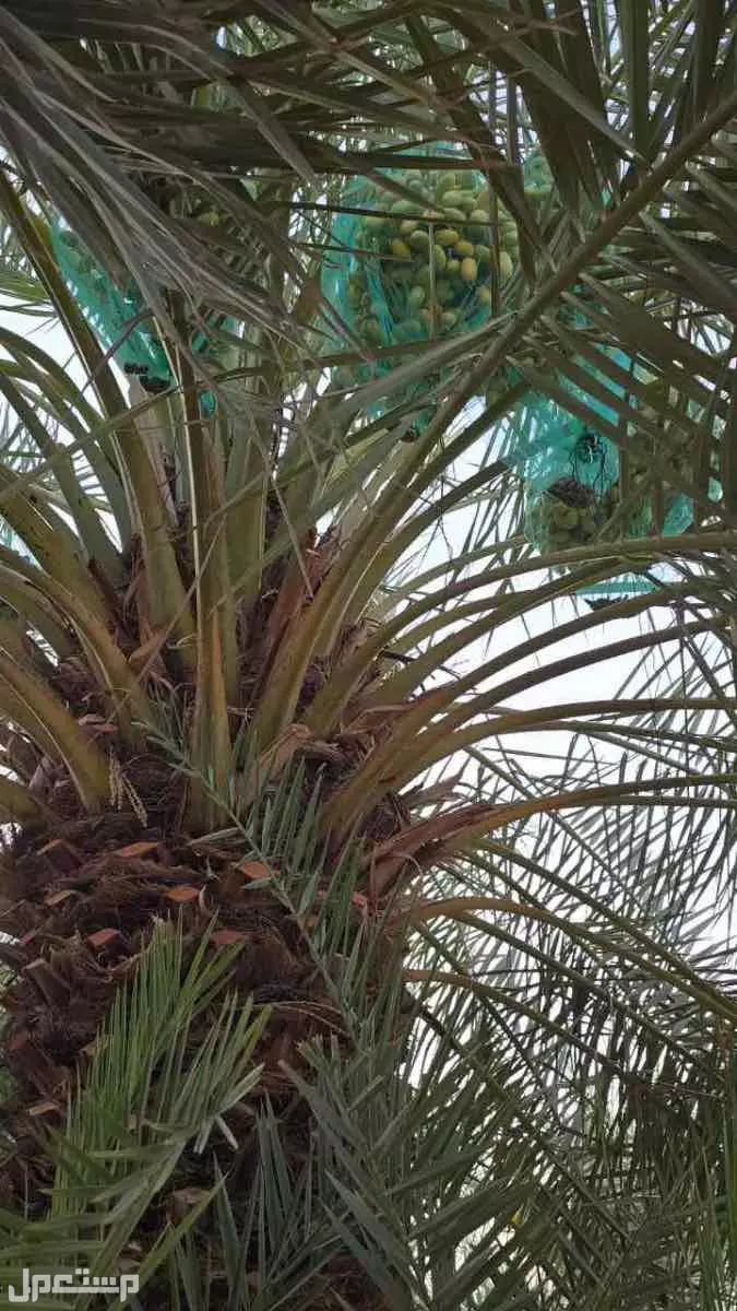 تمر للبيع صقعي و خلاص ، على السوم