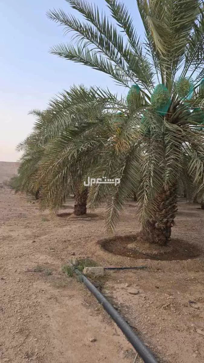 تمر للبيع صقعي و خلاص ، على السوم