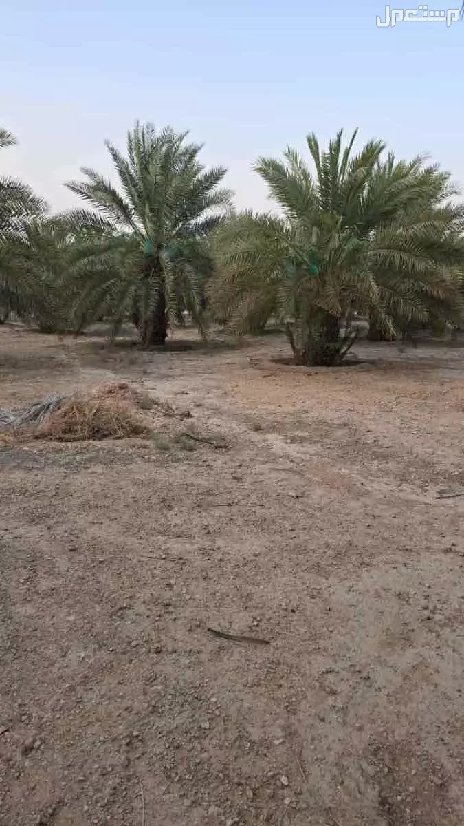 تمر للبيع صقعي و خلاص ، على السوم
