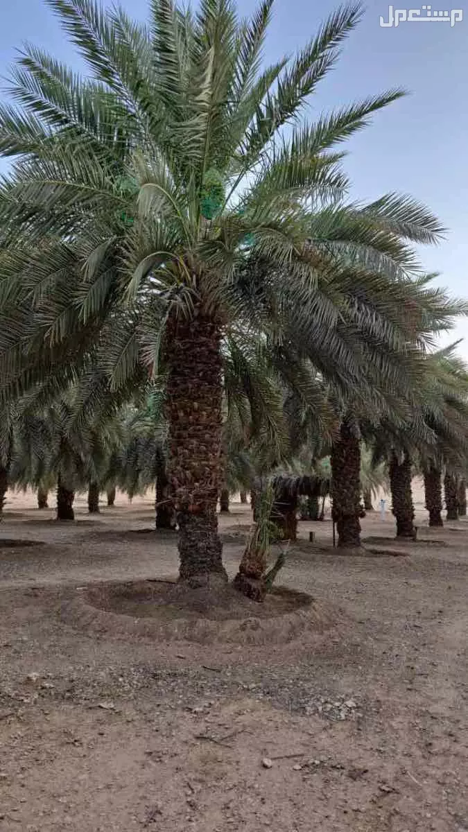 تمر للبيع صقعي و خلاص ، على السوم