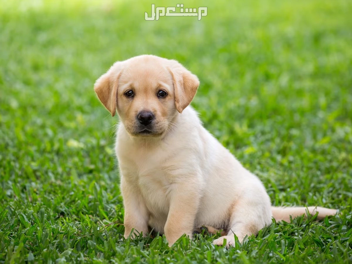 مواصفات كلب لابرادور الأصلي وأسعاره وأهم المميزات والعيوب سعر كلب لابرادور في السعودية