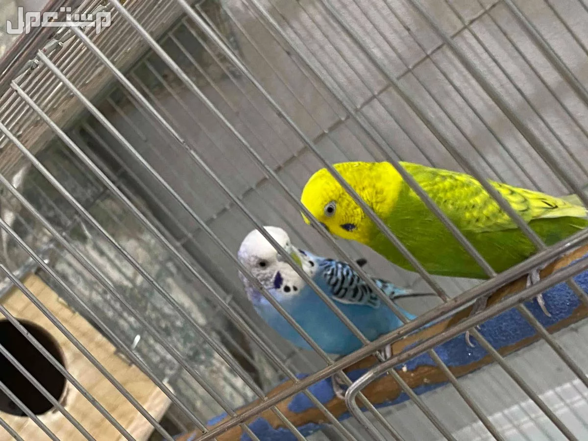 طيور حب زوج للبيع  في حفر الباطن بسعر 250 ريال سعودي