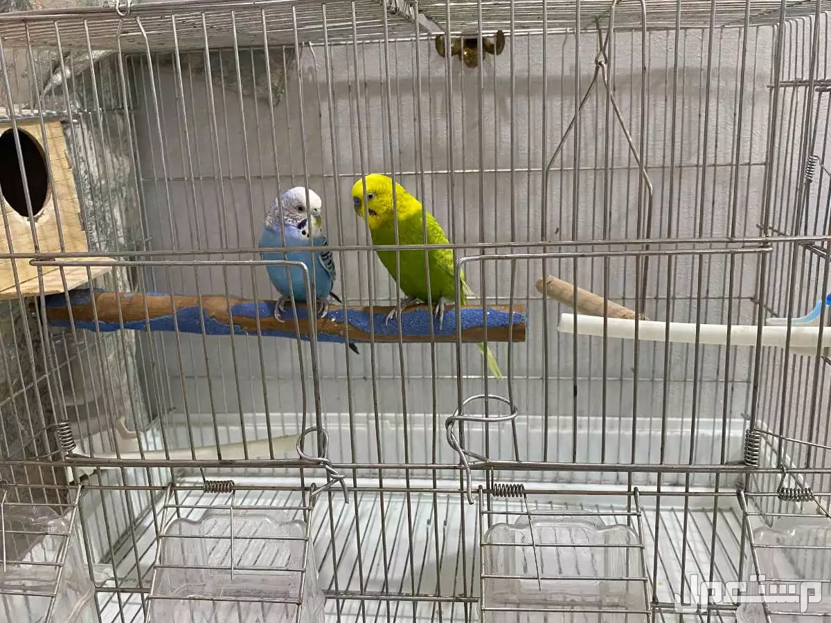 طيور حب زوج للبيع  في حفر الباطن بسعر 250 ريال سعودي