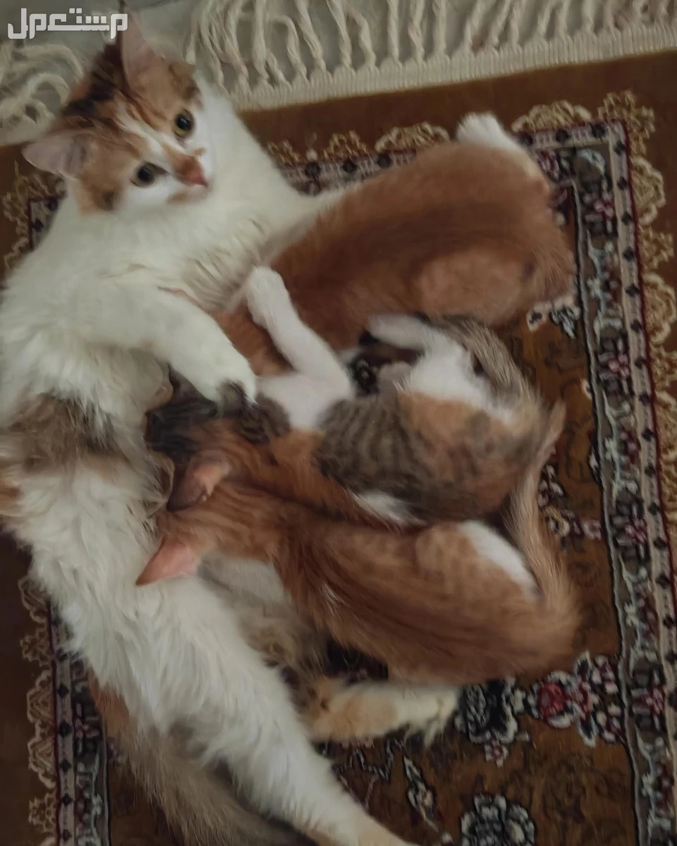 3 قطط أطفال من ام شيرازيه وانغورا تركي