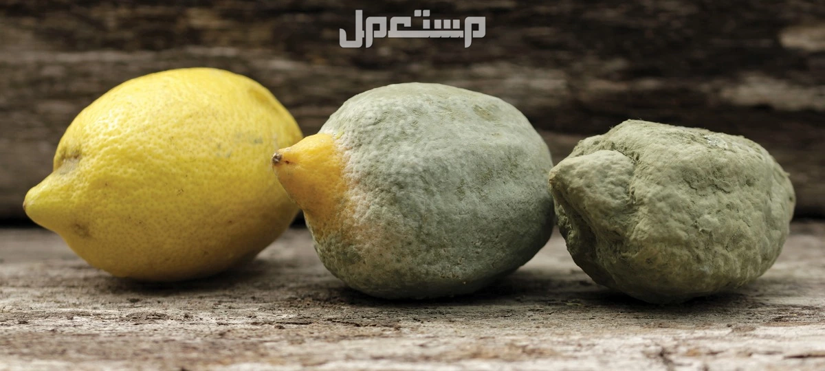 عفنت الثلاجة بعد انقطاع الكهرباء؟ إليك أفضل طرق التنظيف وإزالة الرائحة rotten food in fridge