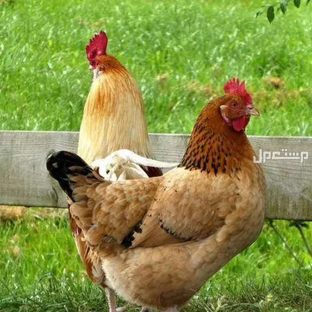 أفضل أنواع الدجاج في السعودية للتربية والطهي وجودة اللحم دجاج بلدي نجدي سعودي