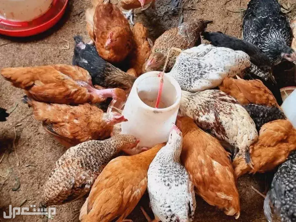 أفضل أنواع الدجاج في السعودية للتربية والطهي وجودة اللحم أفضل دجاج للطهي الشعبي