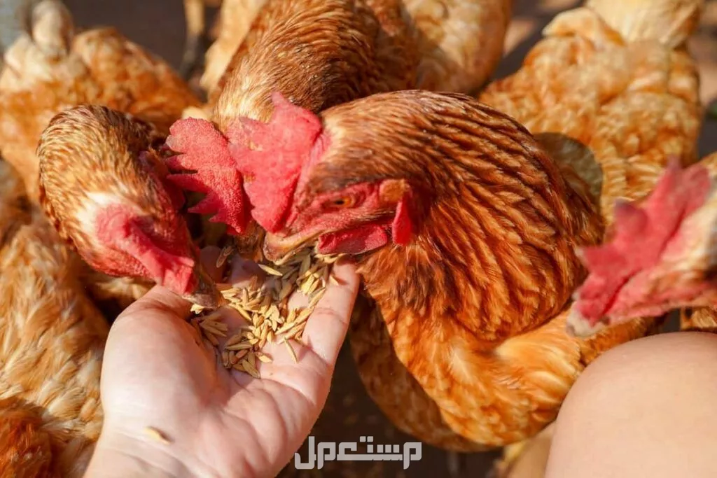 أفضل أنواع الدجاج في السعودية للتربية والطهي وجودة اللحم دجاج بلدي في حوش