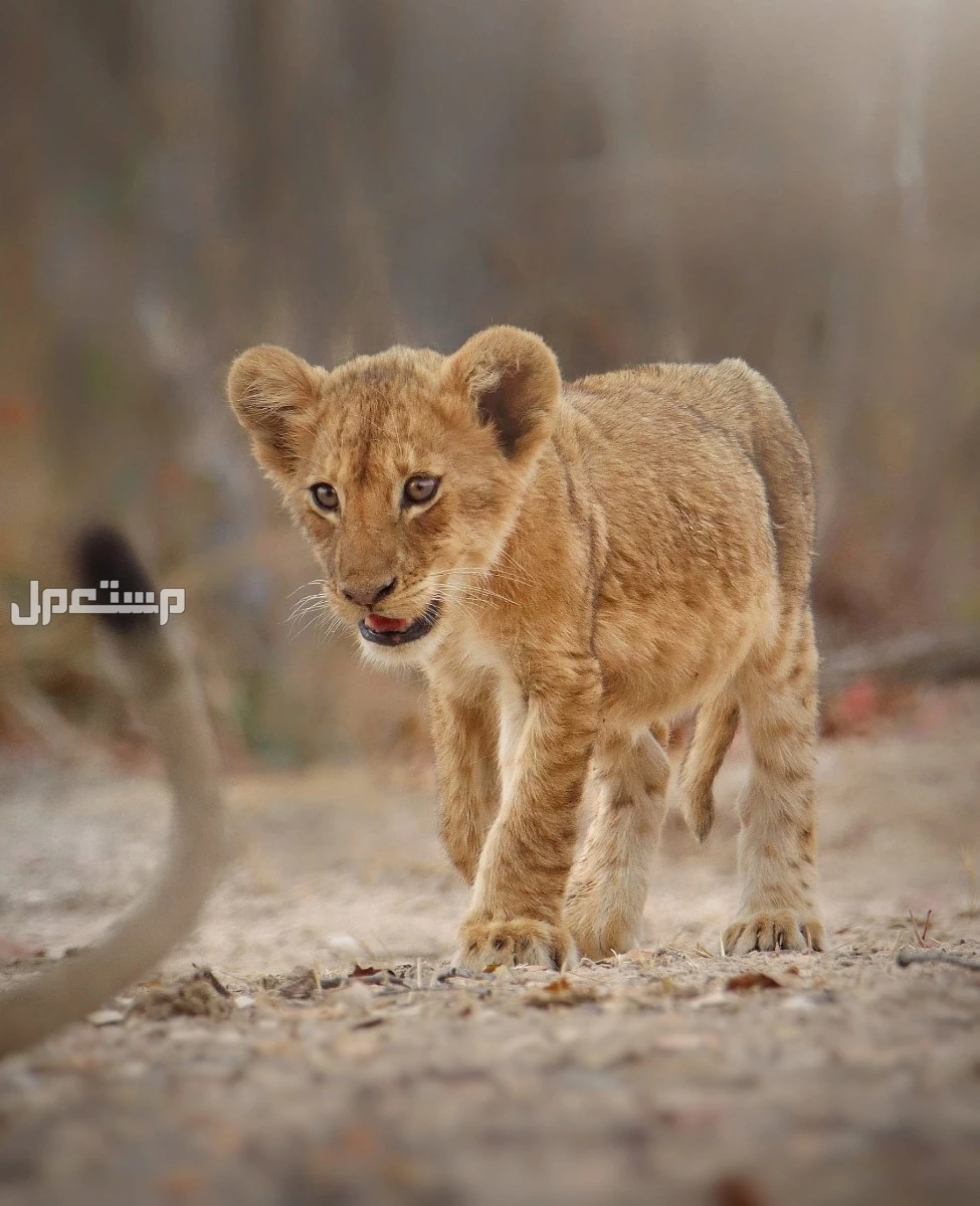أسماء صغار الحيوانات والطيور بالصور.. دليل شامل ما اسم صغير الأسد