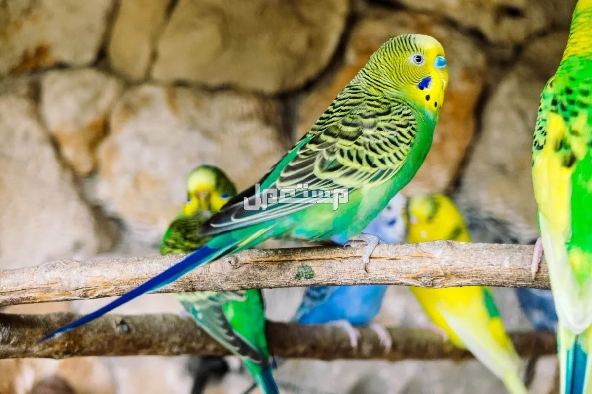 أسماء صغار الحيوانات والطيور بالصور.. دليل شامل طيور صغيرة