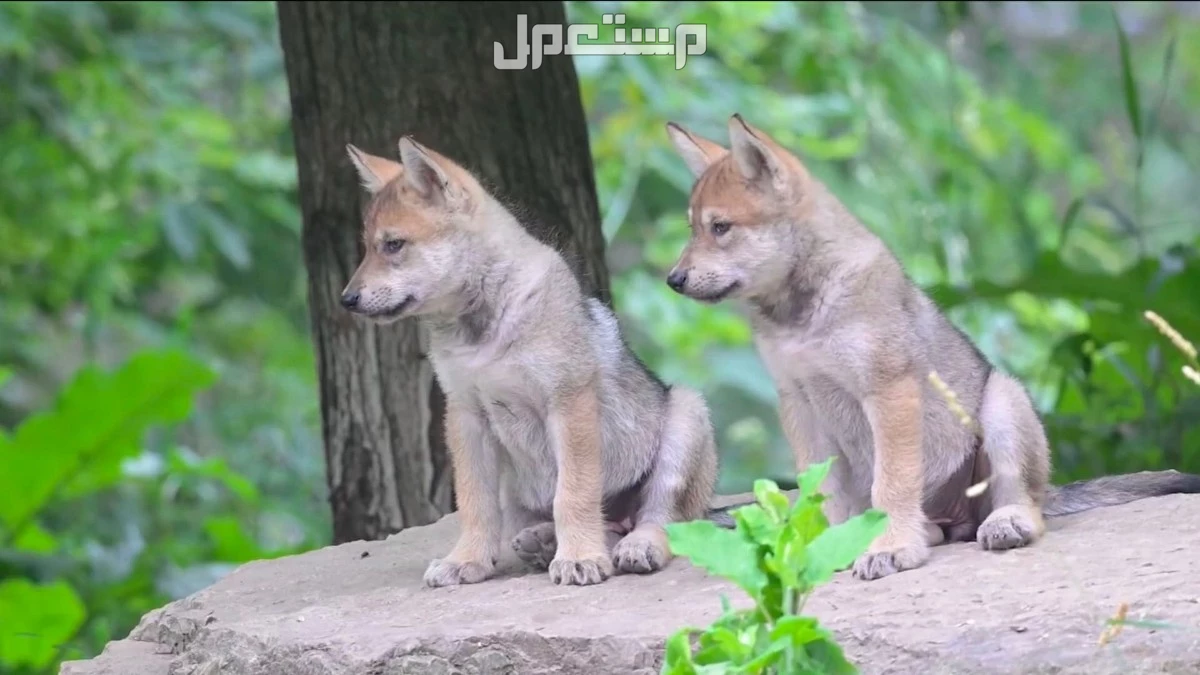 أسماء صغار الحيوانات والطيور بالصور.. دليل شامل صغار الحيوانات