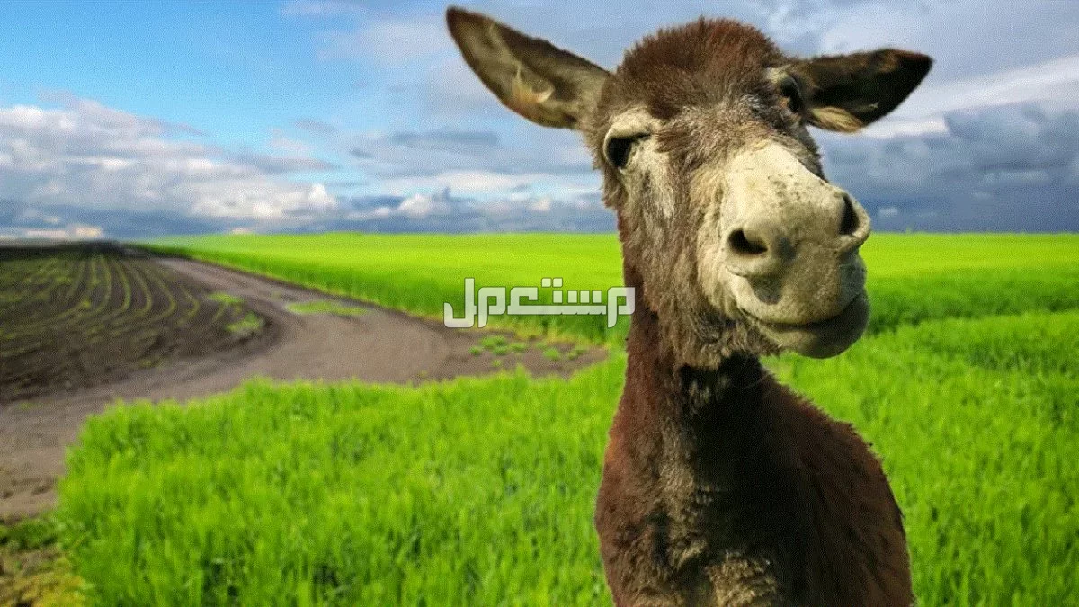 أسماء صغار الحيوانات والطيور بالصور.. دليل شامل صغير الحمار