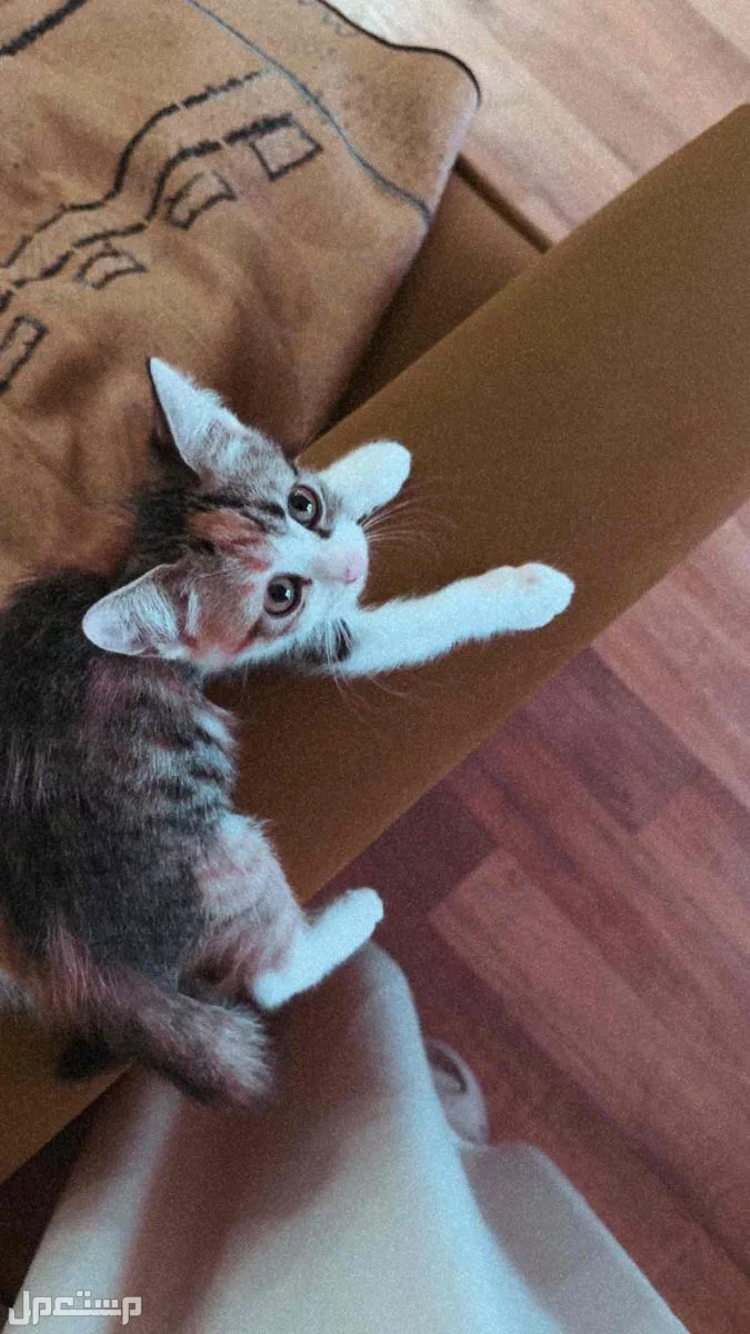 الاحساء ، المبرز في الأحساء مجاناً للمهتم كيتن 3 شهور بلدي حاليا اكبر من الصوره بشهر